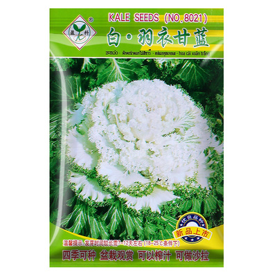 可食用羽衣甘蓝菜种子