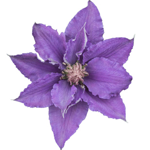 天狼铁线莲盆栽花苗乌托邦市长昼天使等爬藤拱门大花花卉藤本皇后