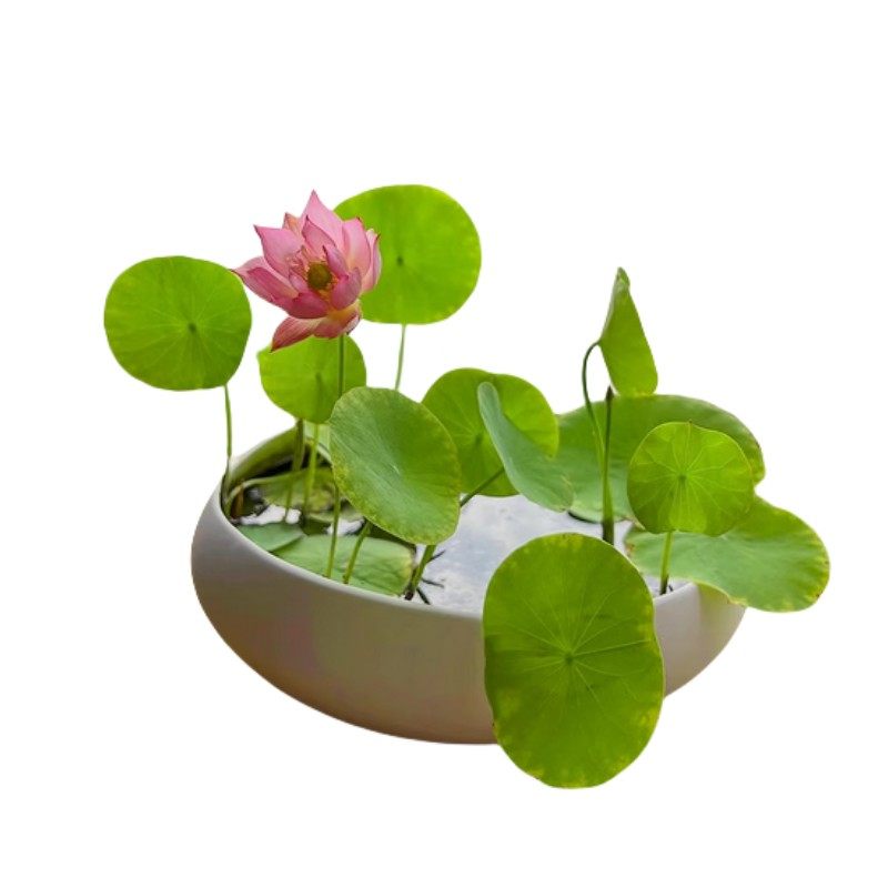 碗莲水培植物室内花好养开花卉真正的莲花种子籽四季荷花睡莲盆栽