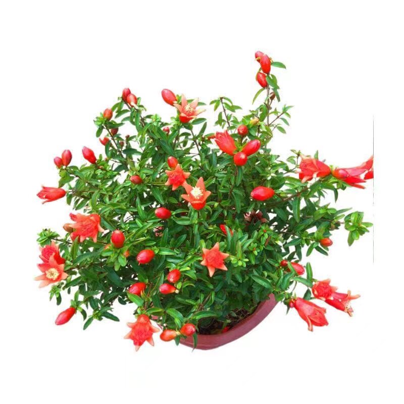 石榴花盆栽观赏果树苗四季常绿