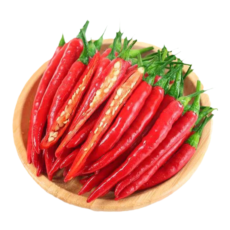 朝天椒秧苗,小辣椒苗子正宗四季