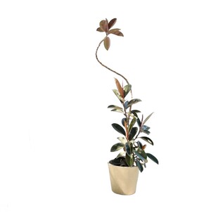 网红黑金刚橡皮树造型客厅大盆栽高级感室内入户大型绿植老桩落地