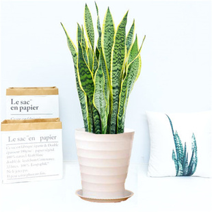 金边虎皮兰虎尾兰盆栽花卉多肉水培植物绿植室内吸四季常青客厅