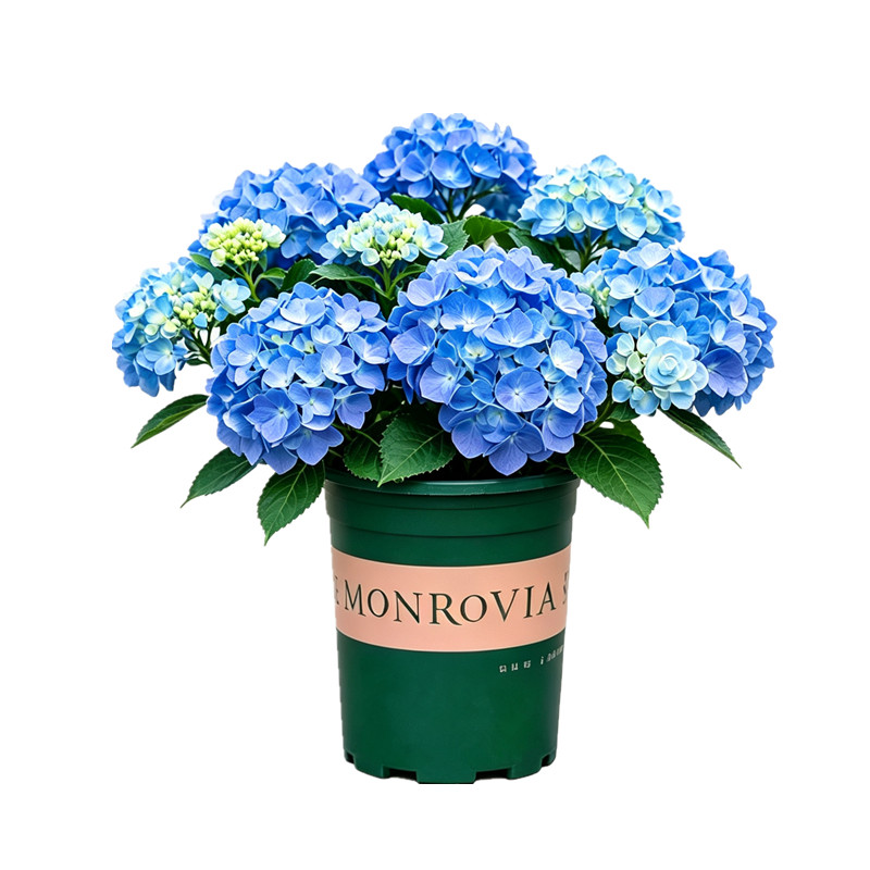 无尽夏绣球花盆栽带花苞花苗室内阳台室外花开花绿植四季花卉植物