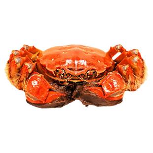 全母苏州螃蟹鲜活大闸蟹礼盒装全母蟹新鲜河蟹16-6只可公母湖蟹