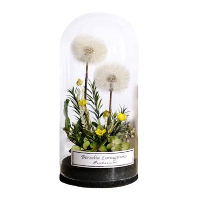 植物标本创意礼物摆件田园