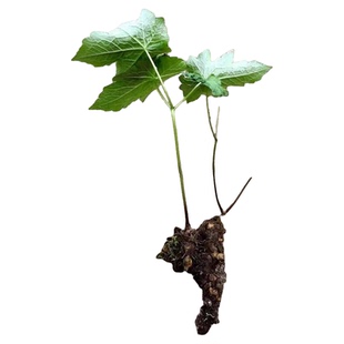 满50包邮 金龟草 五角连 小升麻苗拐枣七毛茛科绿植物可观赏耐寒
