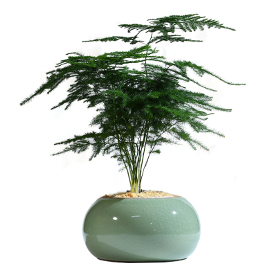 好养创意小盆栽室内文竹小植物