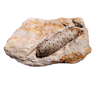 植物种子化石天然果实化石撒哈拉沙漠古生物原石科普教学标本礼物