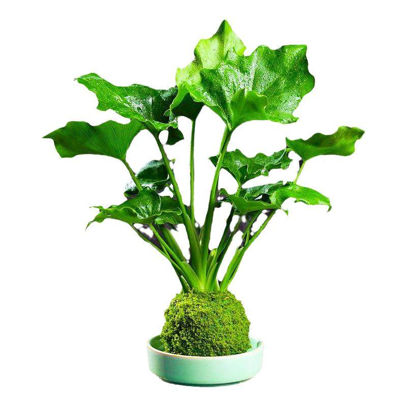 苔藓春羽四季常青净化空气卧室