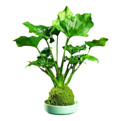 苔藓春羽四季常青净化空气卧室