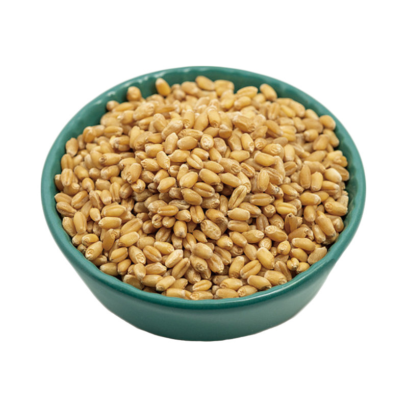 2026新麦小麦粒带皮食用发芽猫草