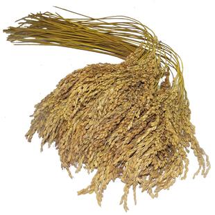 非仿真干花香禾糯米稻穗谷子超市农家乐插花表演舞台装饰拍摄背景