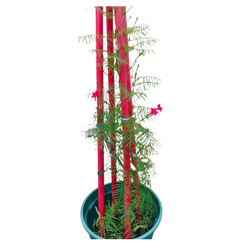 夏播五角星花籽爬藤花卉易活攀爬羽叶茑萝花种子庭院四季观赏植物