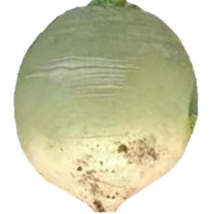 新鲜心灵美红心罗卜脆甜心里美青皮箩卜脆甜雕刻用萝卜无有害农药