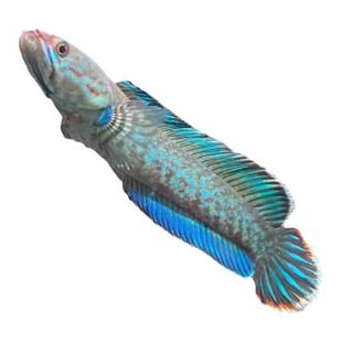 热带鱼阿萨姆奶茶雷龙七彩酒红血斑一型小型雷龙观赏鱼好养易活