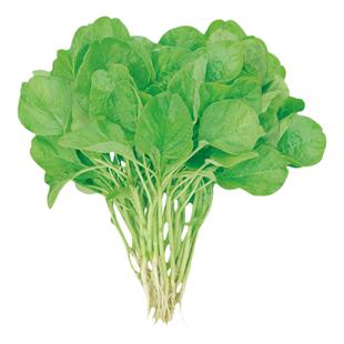 圆叶淡黄白苋菜种子白籽种四季孑老品种蔬菜种籽菜籽菜种大全夏季