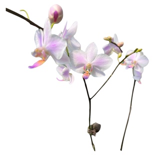麒麟兰苑残雪趣味蝴蝶兰盆栽室内绿植盆栽阳台鲜花花期长