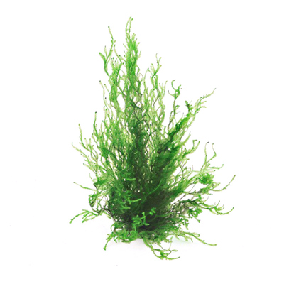 鹿角苔怪蕨水下草凤尾苔莫斯水晶