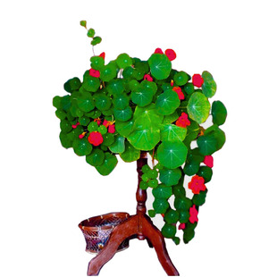 旱金莲种子旱荷花籽垂吊爬藤庭院室内阳台盆栽易活多年生满天星孑