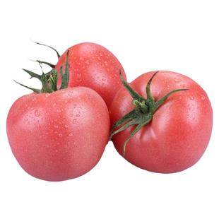 大粉番茄西红柿秧苗秧子沙瓤四季盆栽阳台沙甜高产苗大果田园蔬菜