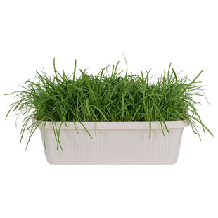 南宫黄韭盆景韭菜根盆栽苗室内阳台无土庭院无公害有机蔬菜农产品