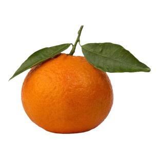 广东正宗潮州柑潮汕本地正宗焦柑新鲜年货大吉大利应季柑橘水果