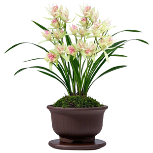 富山奇蝶兰花建兰盆栽绿植名贵龙岩素兰草带花苞四季兰植物兰花苗