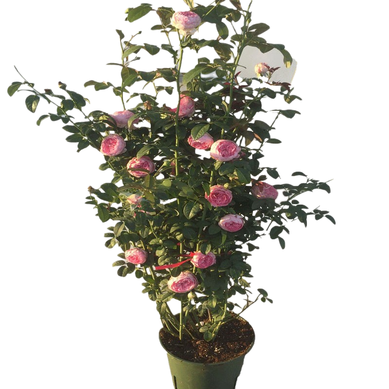 爬藤月季薔薇花苗大花濃香庭院藤本花卉植物陽臺盆栽玫瑰爬墻四季