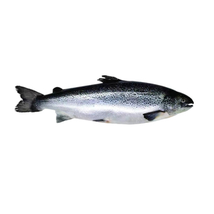 新疆三文鱼空运到家整条装虹鳟鱼刺身生片寿司料理即食新疆海鲜