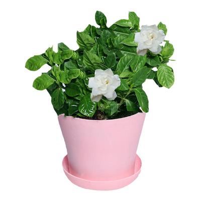 大叶栀子花四季开花庭院观花植物