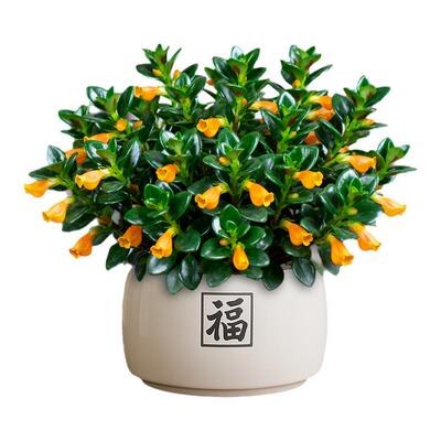 金鱼吊兰盆栽带花苞室内客厅花卉绿植桌面旺宅植物盆景摆件易养活