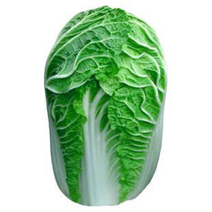 抗病北京新3三号油绿型白菜籽冬储大白菜种子大面积种植基地庭院