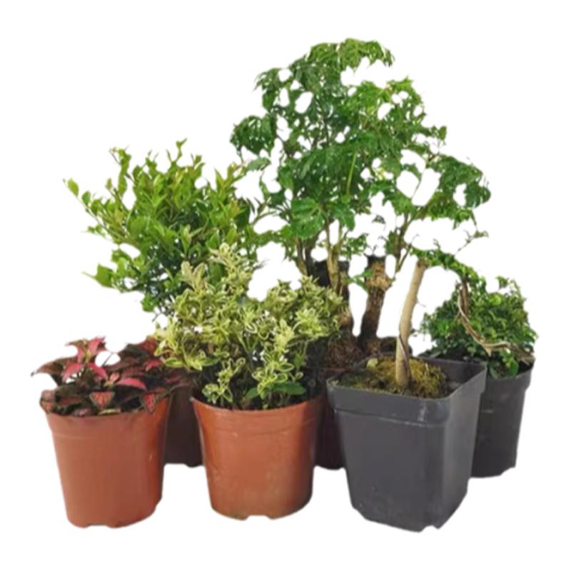 水陆缸植物套餐苔藓微景观植物乌龟缸小盆绿植水路植物短绒苔藓