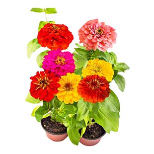 50款花种子组合套餐中小学生幼儿园科学实验小盆栽花卉植物花草籽