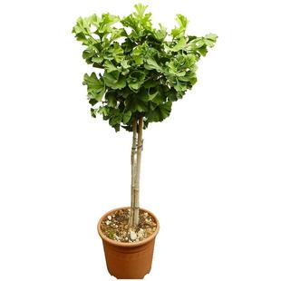 银杏树活苗盆栽金叶白果南北方室外别墅庭院绿化风景大树苗行道树