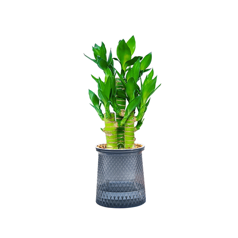 富貴竹盆栽招財(cái)竹步步高辦公室內(nèi)水培植物四季好養(yǎng)易活桌面綠植