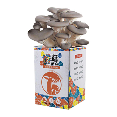 家庭蘑菇种植菌包灰平菇金针菇