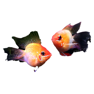 桃心金波子阿凡达凤凰鱼皮卡丘宝篮球热带观赏鱼活体小型鱼淡水鱼