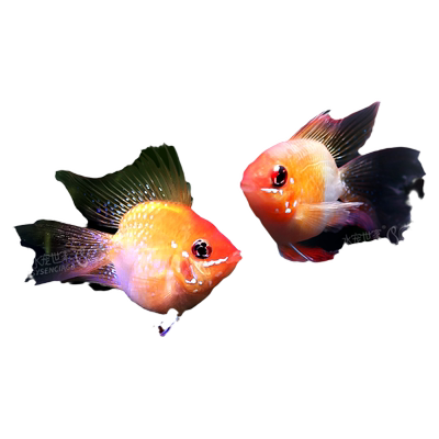 桃心金波子凤凰球鱼热带淡水鱼