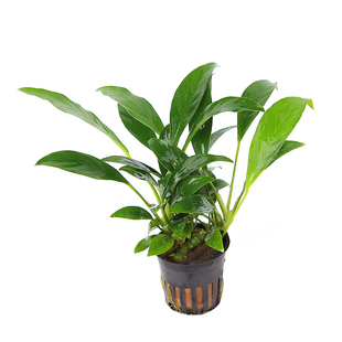 水榕水草植物蓝精灵丹麦瓦利斯尖叶黄金迷你小榕草缸懒人造景水草