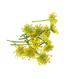 小莳萝花新鲜 小茴香花约30朵 日料西餐酒店摆盘装饰点缀烘焙花草