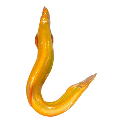 黄金泥鳅清道夫金龙鳅好养耐活黄金泥鳅淡水活体观赏鱼饲料工具鱼