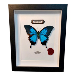 天堂凤蝶真蝴蝶标本相框装饰罕见昆虫工艺品摆件男女情侣生日礼物