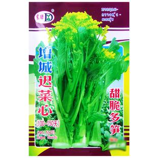 增城迟菜心种子广东甜脆多笋菜心青菜种籽农家菜园阳台盆栽蔬菜孑