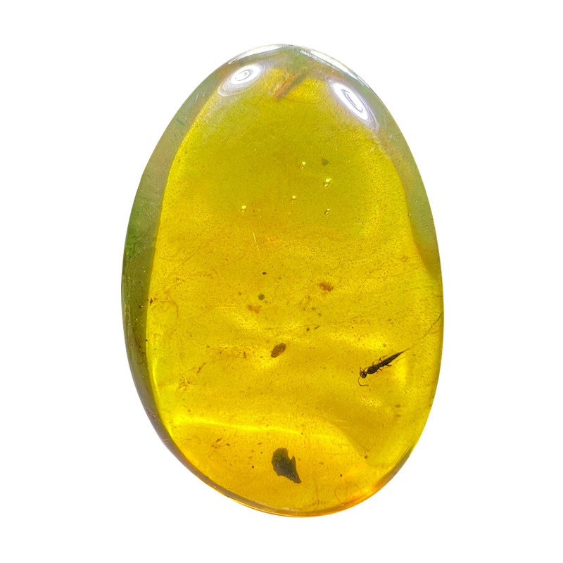 纯天然琥珀蜜蜡蜜蜂缘腹细蜂化石
