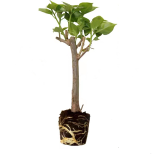 勤花老桩重瓣三角梅盆栽花苗室外阳台福建基地直发新品种四季开花