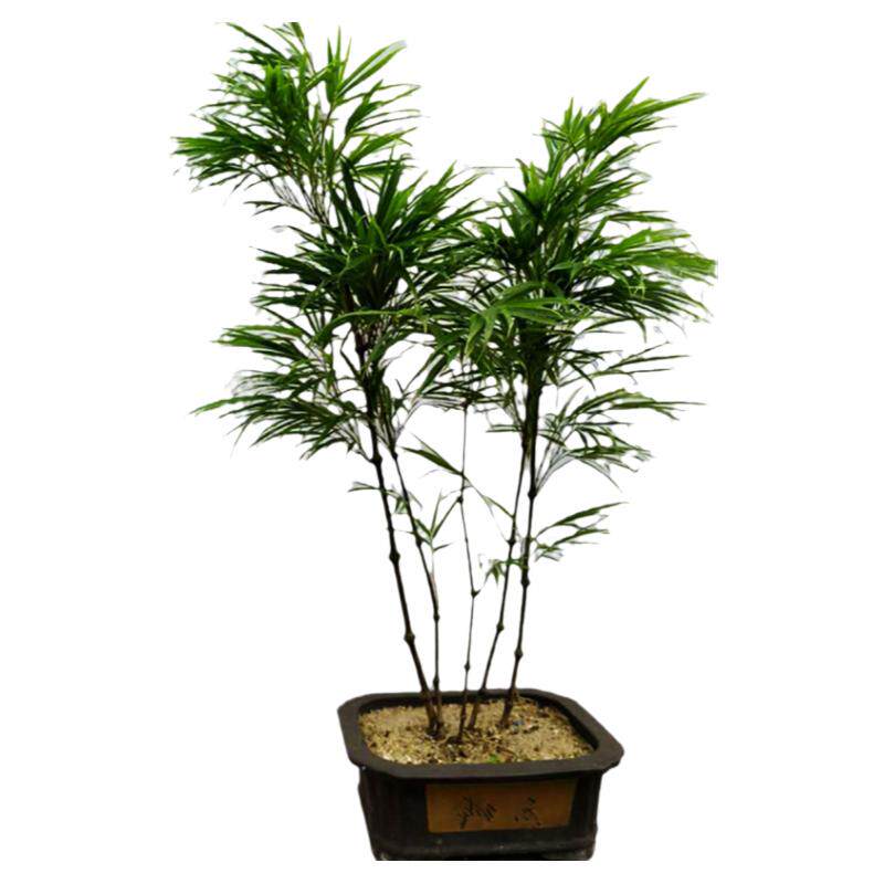 云南筇竹算盘禅意提神趣味阳台