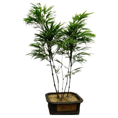 云南筇竹算盘禅意提神趣味阳台