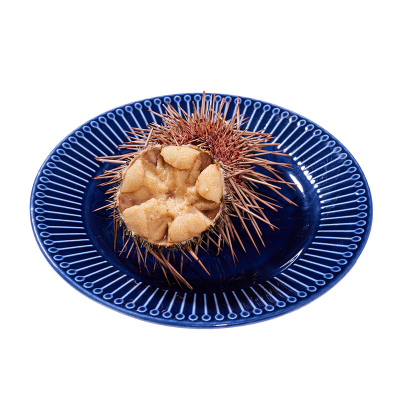 大连鲜活马粪海胆顺丰包邮刺身级